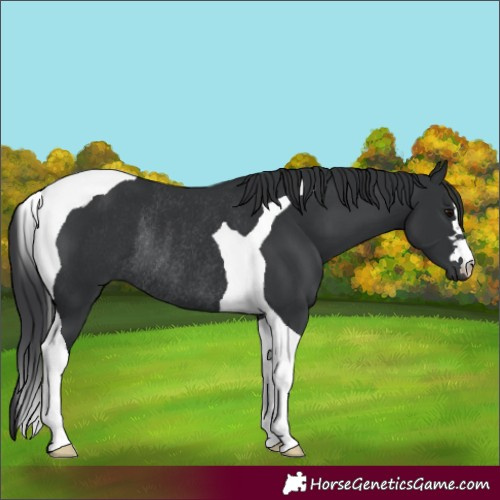 Horse Color:Black Tobiano Rabicano 