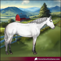 Horse Color:Gray Bay Roan 