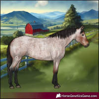 Horse Color:Gray Bay Roan 