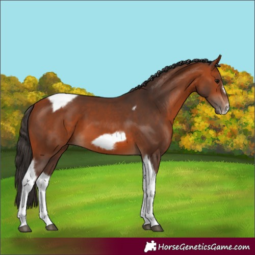 Horse Color:Bay Tobiano Frame 