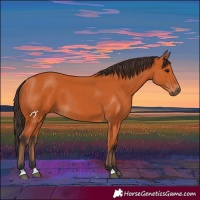 Horse Color:Bay 