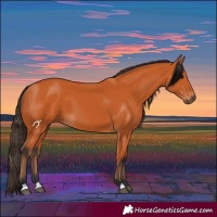 Horse Color:Bay 