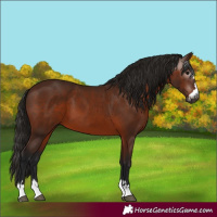 Horse Color:Gray Bay 