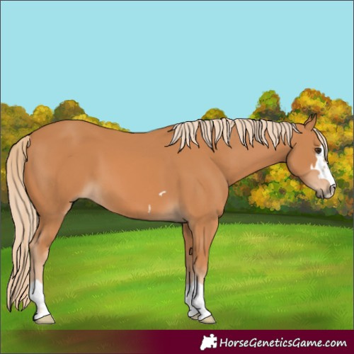 Horse Color:Chestnut 