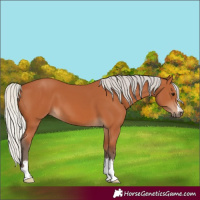 Horse Color:Silver Bay 