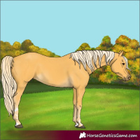 Horse Color:Palomino