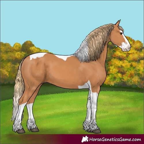 Horse Color:Unknown 