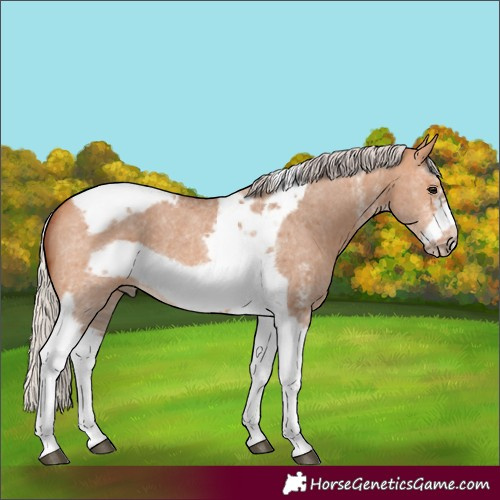 Horse Color:Silver Bay Dun Sabino Tobiano Frame Rabicano