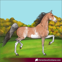 Horse Color:White Spotted Bay Sabino Frame