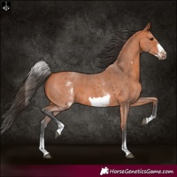Horse Color:White Spotted Bay Sabino Frame