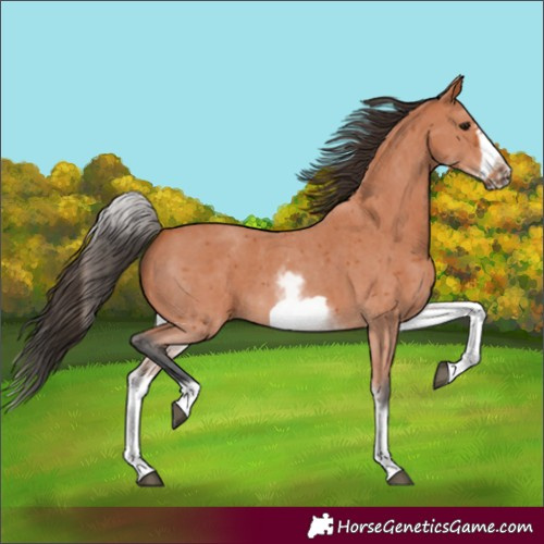 Horse Color:White Spotted Bay Sabino Frame