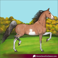 Horse Color:White Spotted Bay Sabino Frame