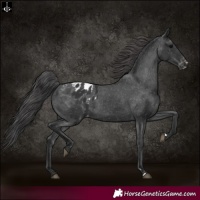 Horse Color:Black Appaloosa Rabicano