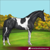 Horse Color:Black Tobiano Rabicano 