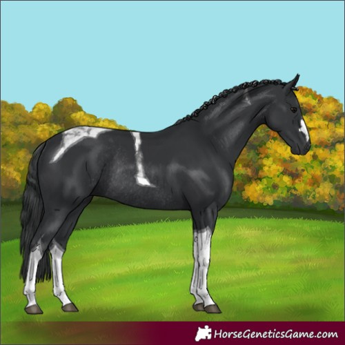 Horse Color:Black Tobiano Rabicano 