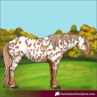 Horse Color:Chestnut Appaloosa 