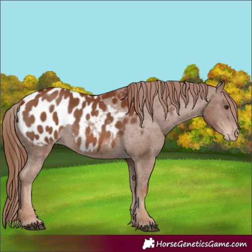 Horse Color:Chestnut Appaloosa 