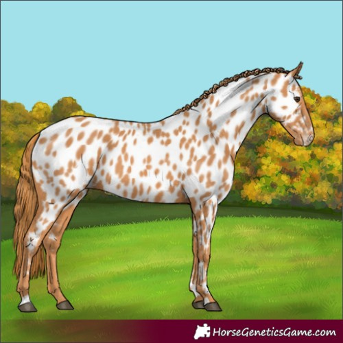 Horse Color:Chestnut Near Leopard 