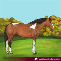 Horse Color:Bay Tobiano 