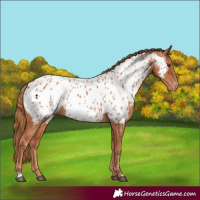 Horse Color:Chestnut Near Leopard 