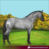 Horse Color:Blue Roan 
