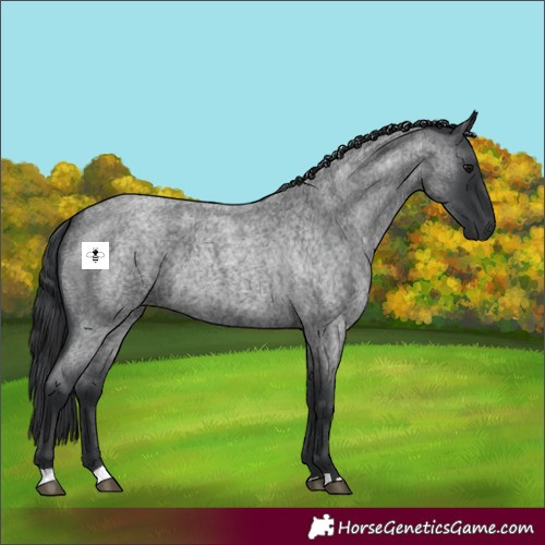 Horse Color:Blue Roan 