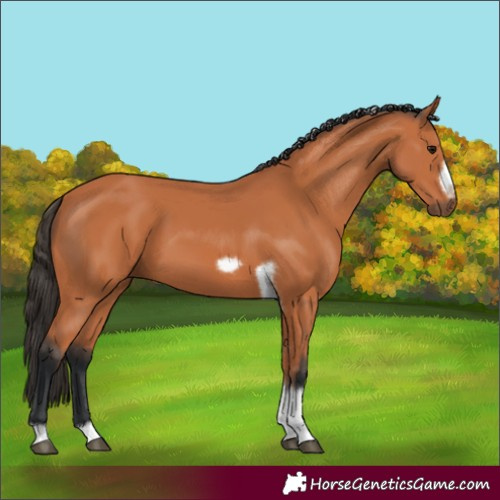 Horse Color:Bay Tobiano Frame 