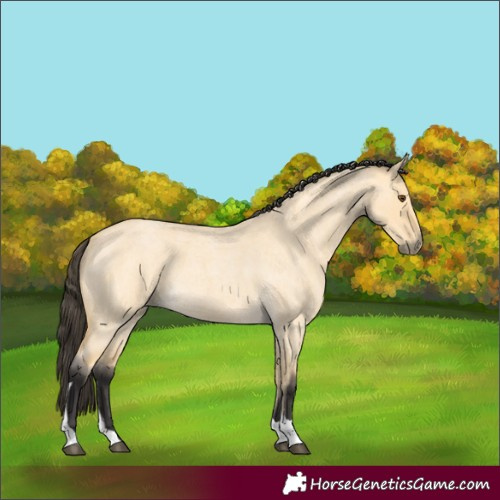 Horse Color:Buckskin Roan Dun Tobiano 