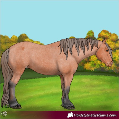 Horse Color:Bay Appaloosa 