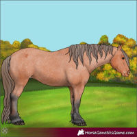 Horse Color:Bay Appaloosa 