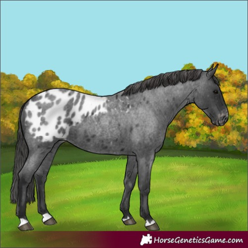 Horse Color:Blue Roan Appaloosa 