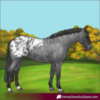 Horse Color:Blue Roan Appaloosa 