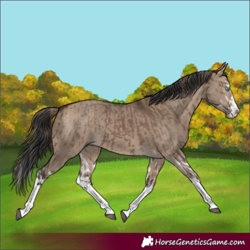Horse Color:Liver Red Dun Splash  and Bay Dun Splash 