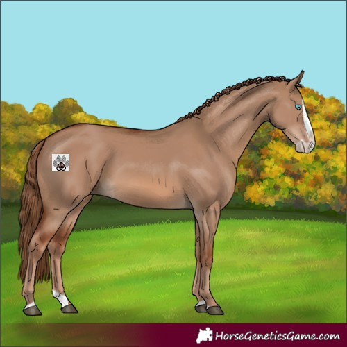 Horse Color:Red Dun Splash 