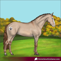 Horse Color:Red Dun Splash 