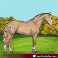 Horse Color:Red Dun Splash 