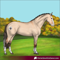 Horse Color:Bay Dun Splash 
