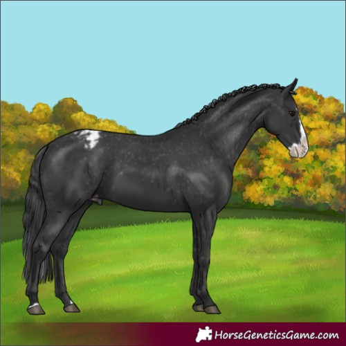 Horse Color:Black Splash Varnish 