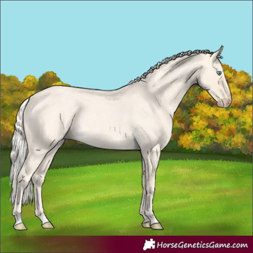 Horse Color:Cremello Roan 