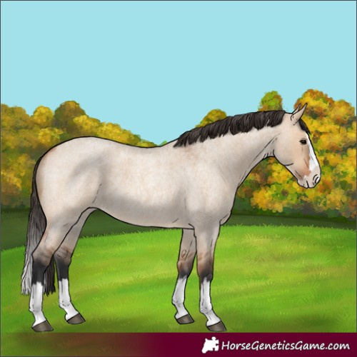 Horse Color:Bay Roan Dun Splash 