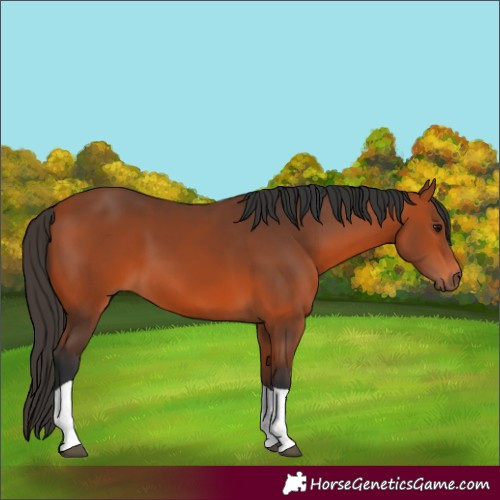 Horse Color:Bay Tobiano Rabicano 