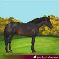 Horse Color:Brown 