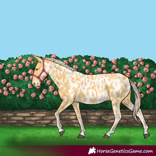 Horse Color:Palomino Appaloosa  and Palomino Appaloosa 