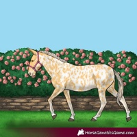 Horse Color:Palomino Appaloosa and Palomino Appaloosa