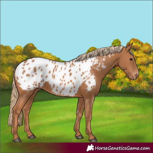 Horse Color:Chestnut Near Leopard 