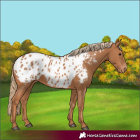 Horse Color:Chestnut Near Leopard 