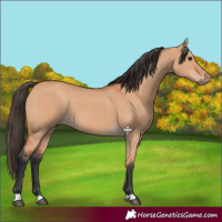 Horse Color:Bay Dun