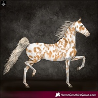 Horse Color:Palomino Appaloosa  and Palomino Appaloosa 