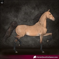Horse Color:Bay Dun