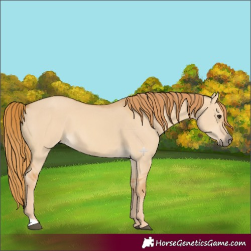 Horse Color:Red Dun 